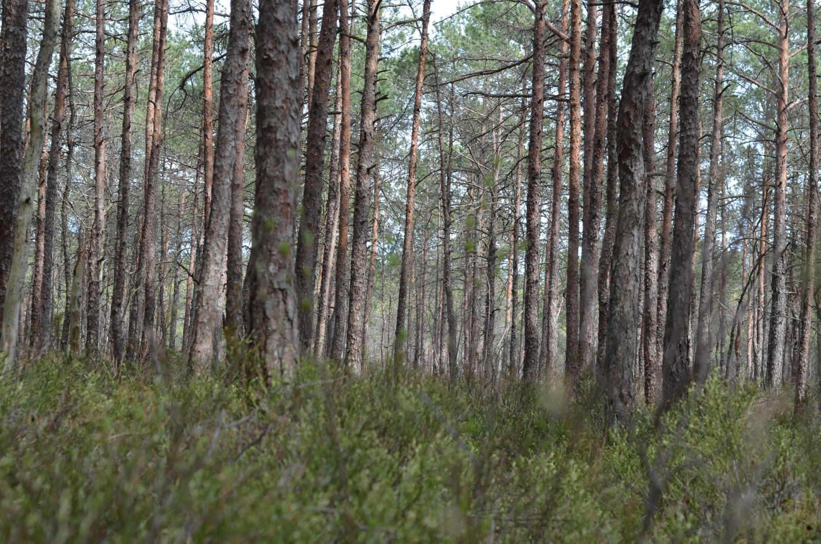 Nikon D7000 sample photo. Forest, nature, landscape photography