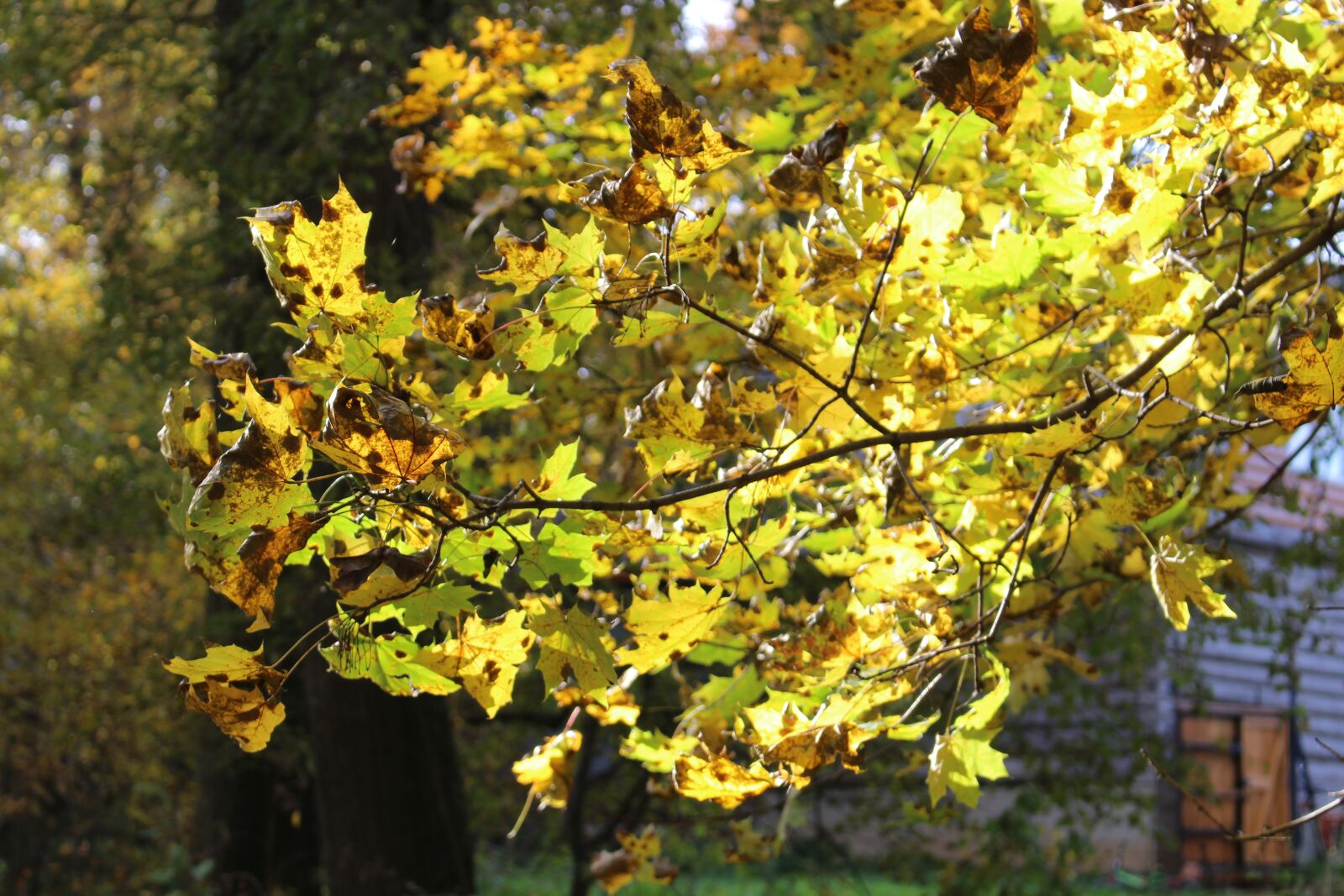 Canon EOS 100D (EOS Rebel SL1 / EOS Kiss X7) sample photo. Autumn, yellow, leaves photography