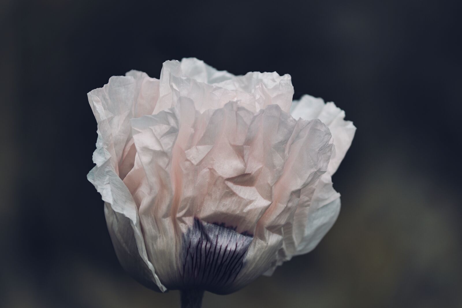 Canon EOS 200D (EOS Rebel SL2 / EOS Kiss X9) sample photo. Poppy flower, white, white photography