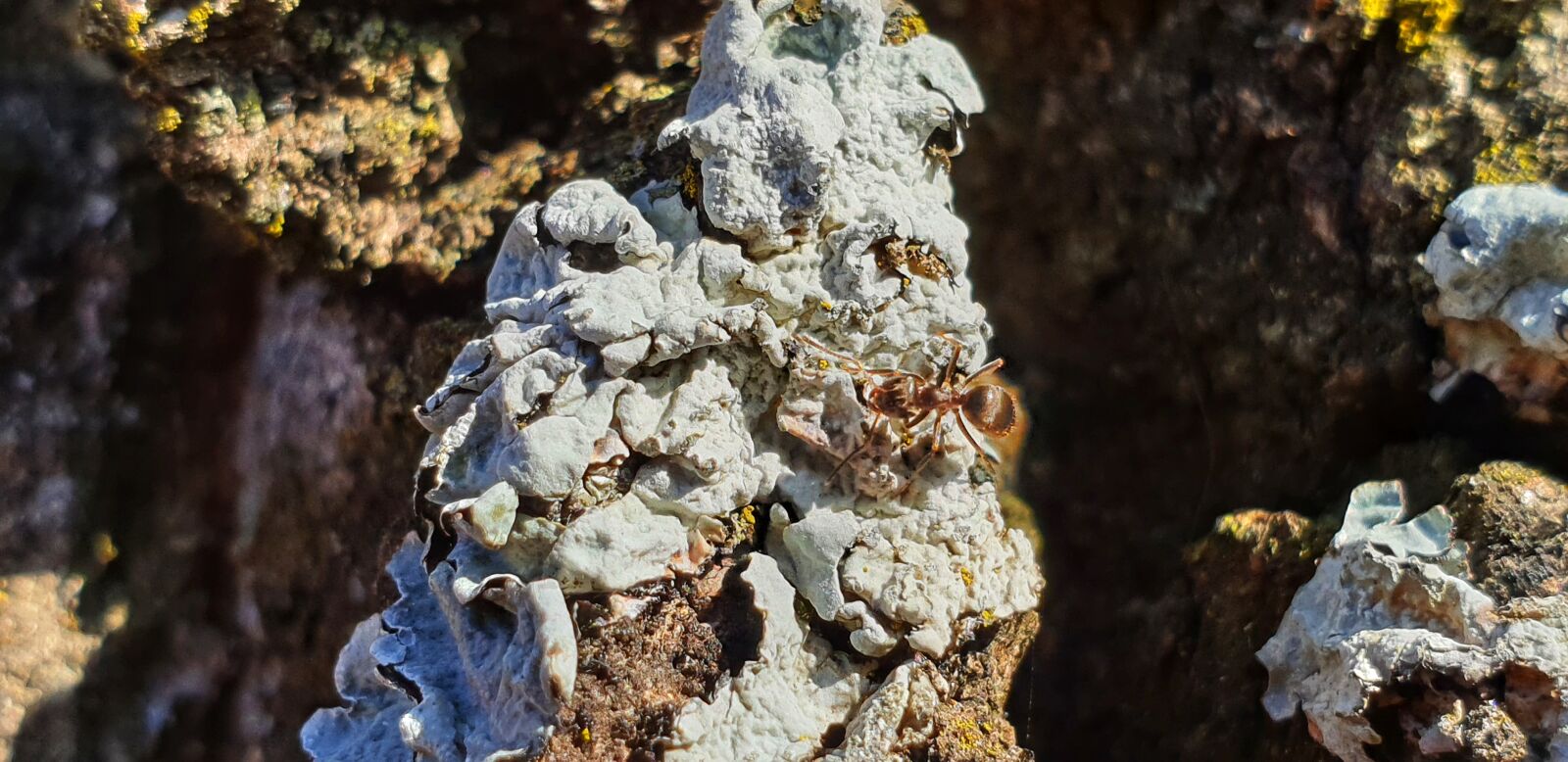 Samsung Galaxy Note9 sample photo. Tree, bark, mold photography