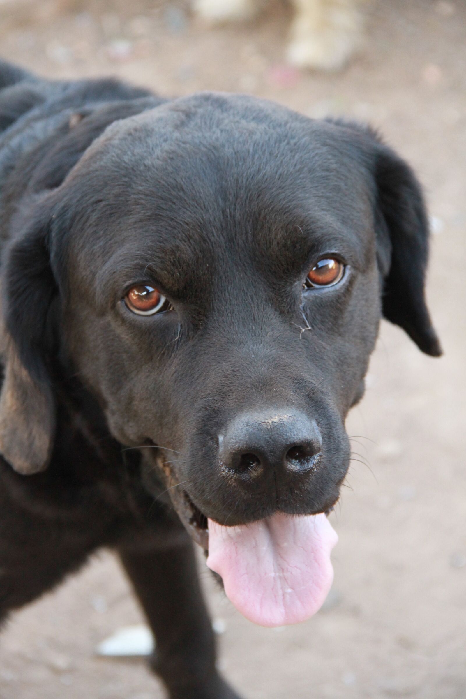 Canon EOS 7D sample photo. Dog, black dog, domestic photography