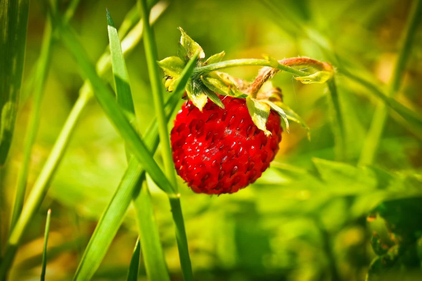 Olympus OM-D E-M10 sample photo. Strawberry, fruit, red photography