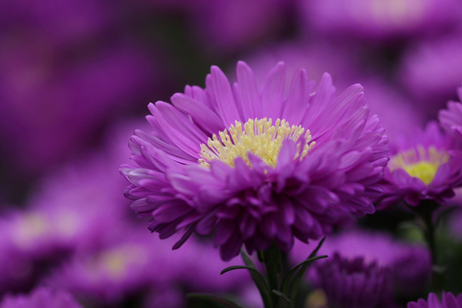 Canon EF 100mm F2.8L Macro IS USM sample photo. Aster, flowers, autumn photography