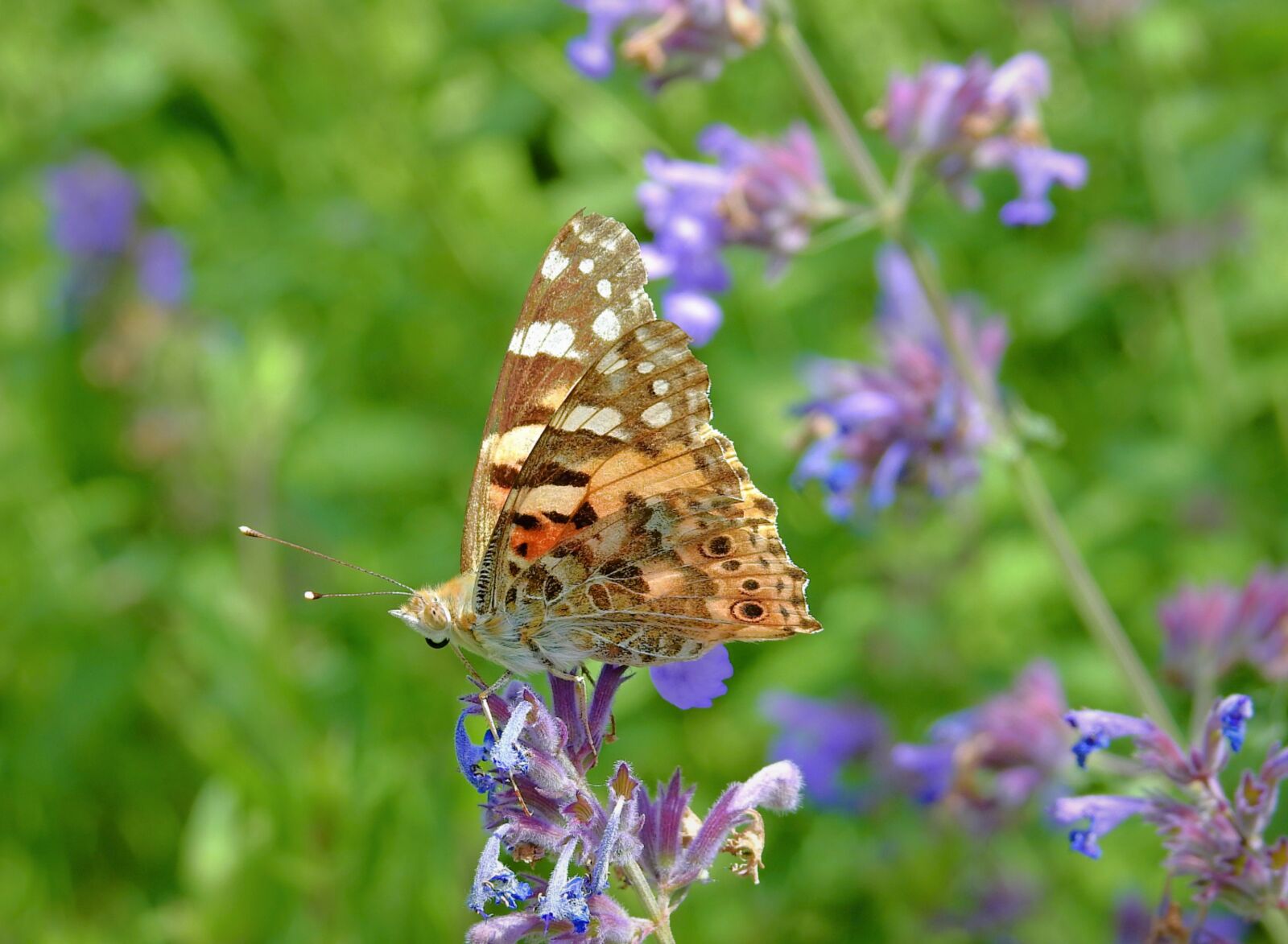 Nikon Coolpix P900 sample photo. Butterfly, meadow, spring photography