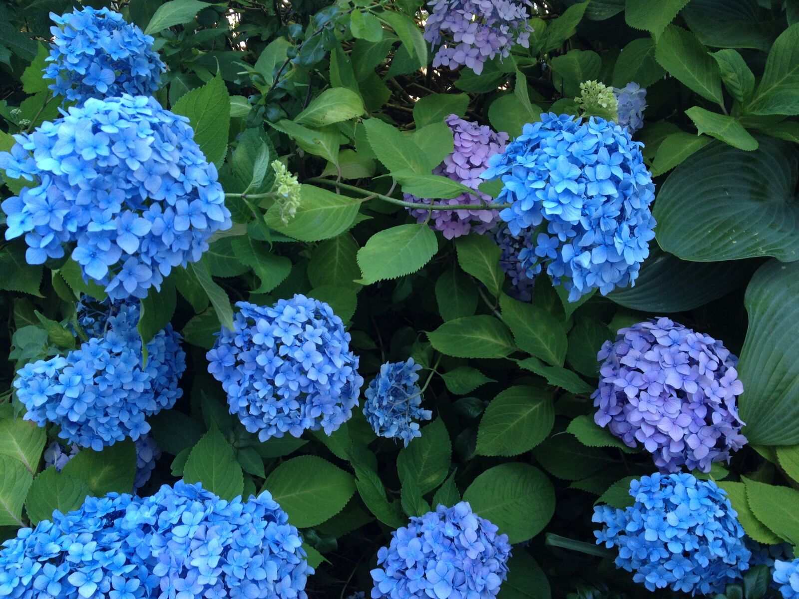 iPhone 4S back camera 4.28mm f/2.4 sample photo. Hydrangea, flowers, beautiful photography