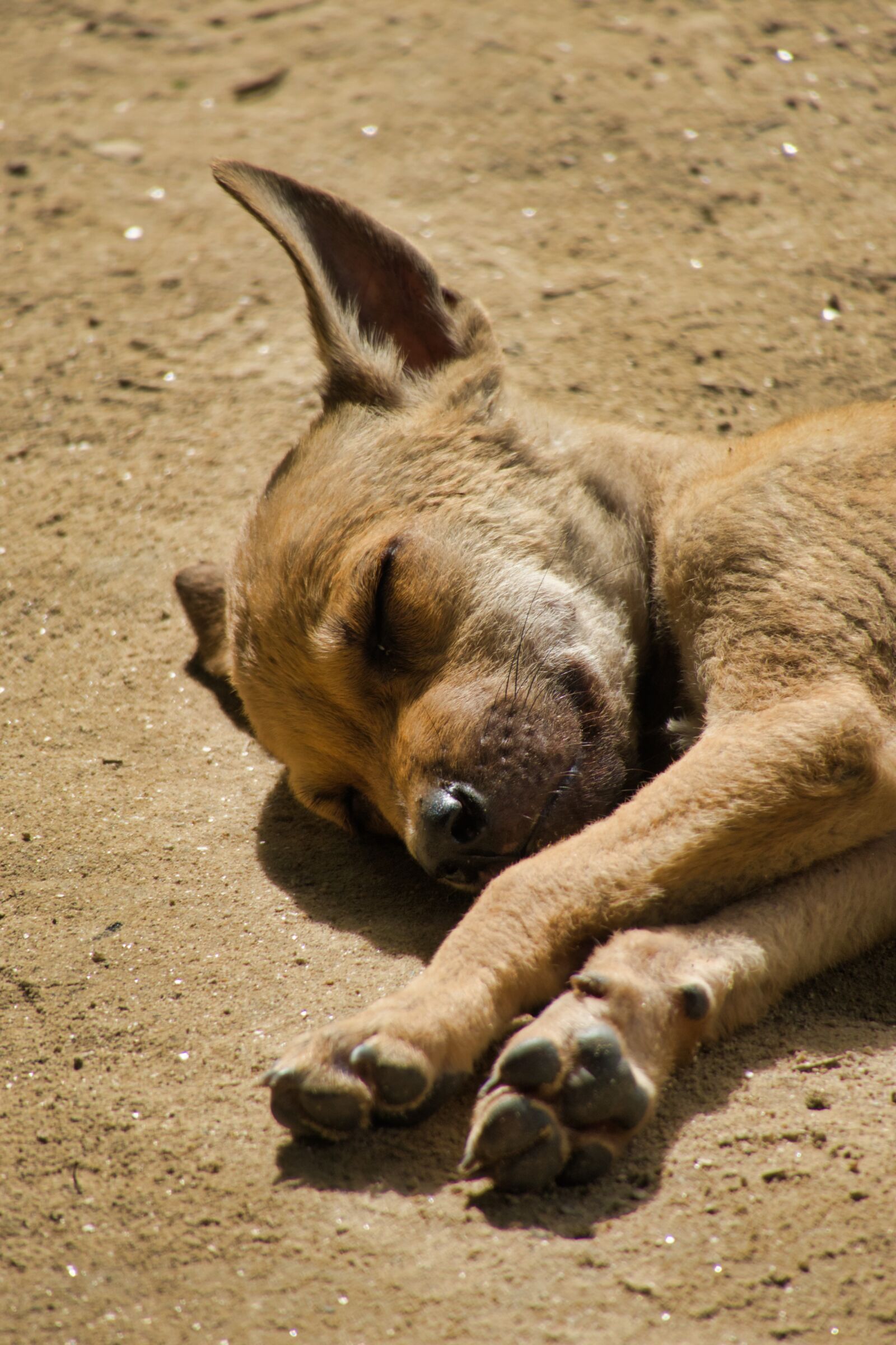 Canon PowerShot G3 X sample photo. Puppy, dogs, sleeping photography