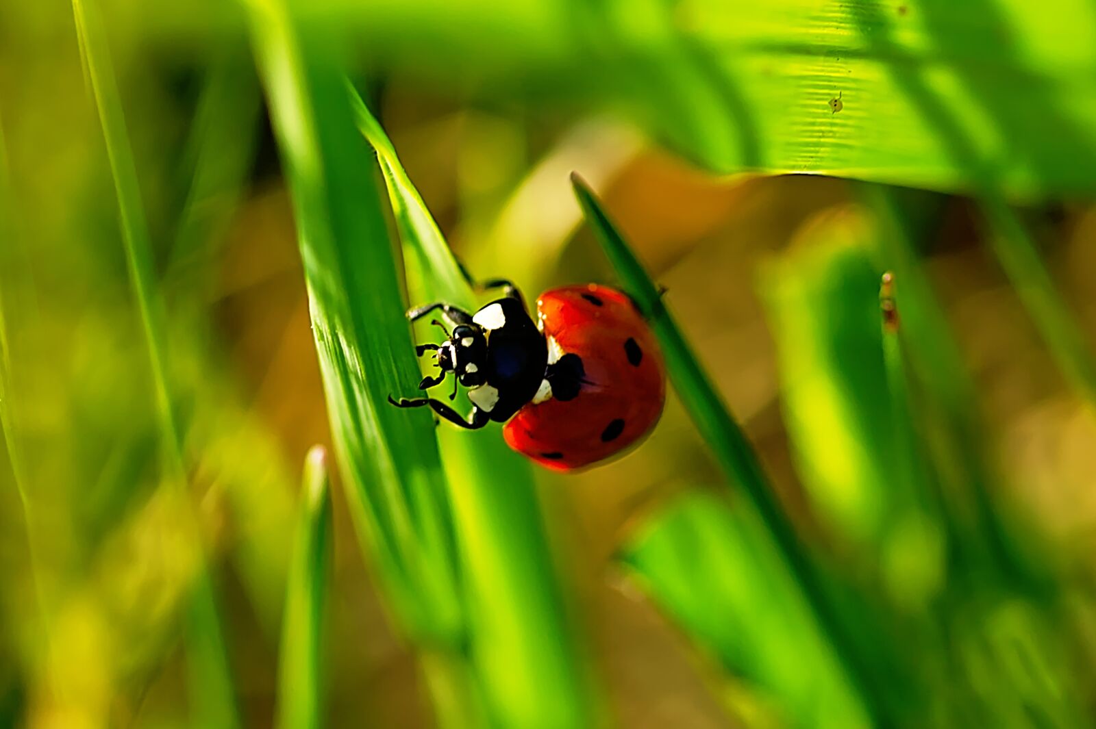 Canon EF-S 60mm F2.8 Macro USM sample photo. Ladybug, insect, beetle photography