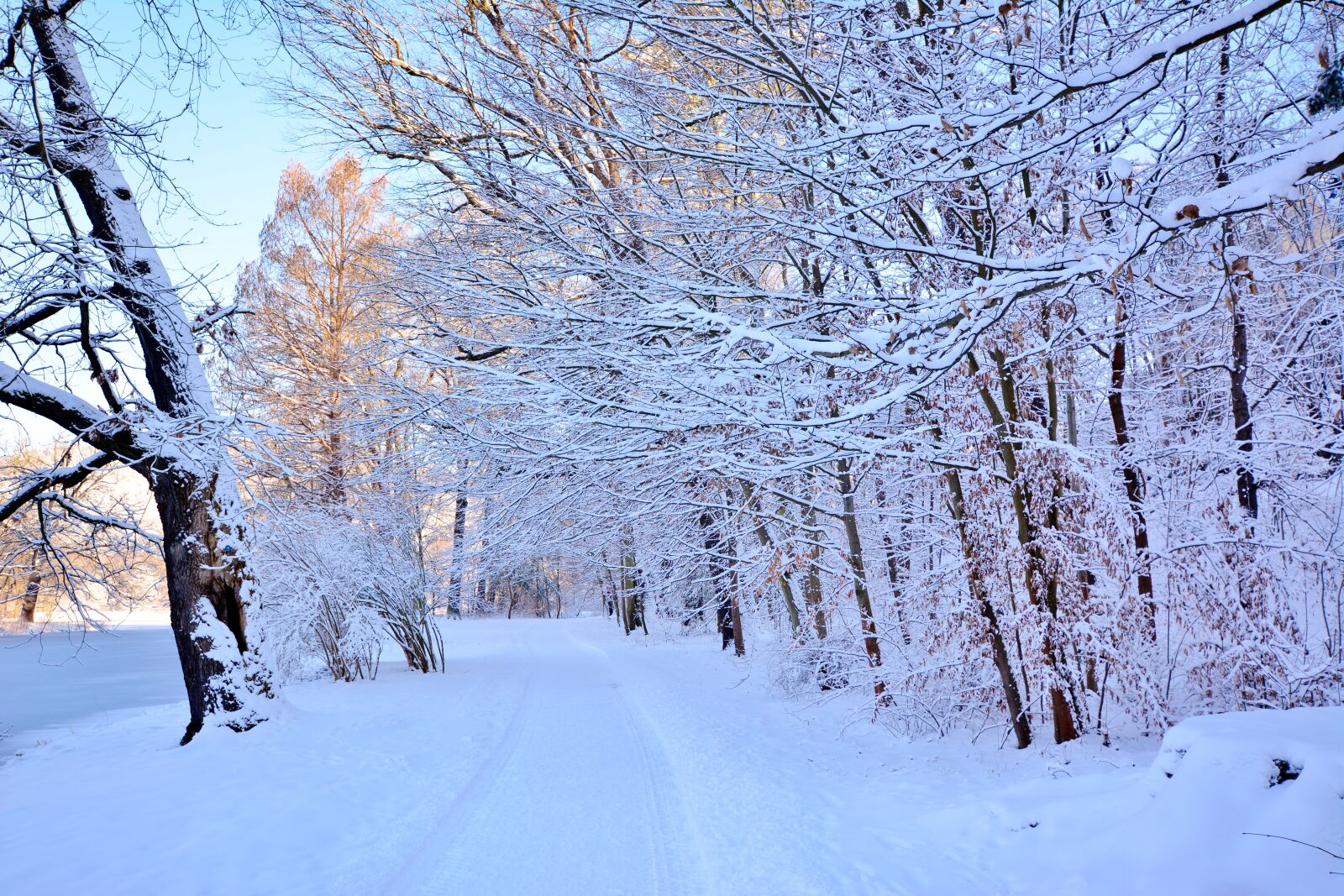 Nikon D5200 sample photo. Nature, park, winter photography