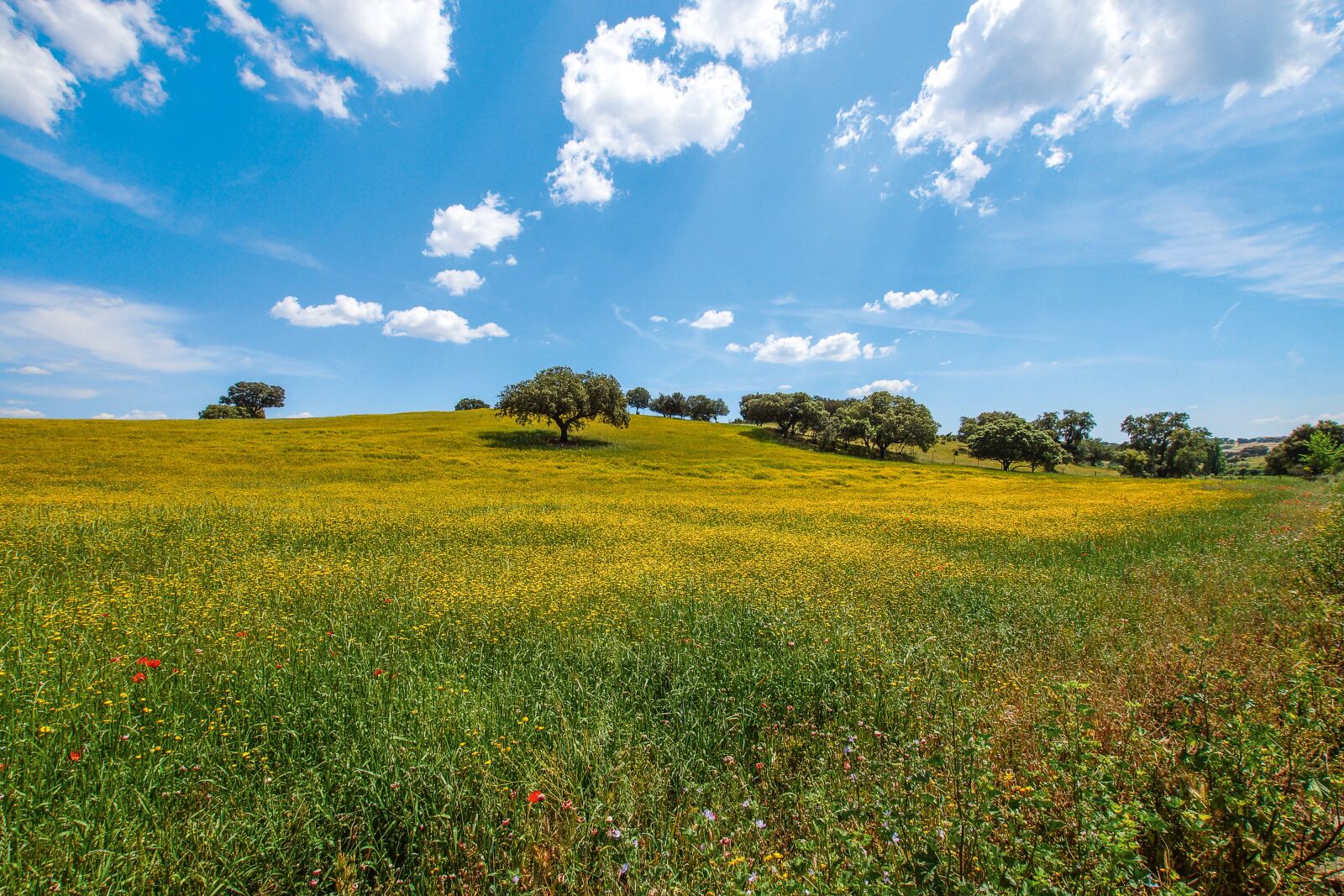 10-20mm F3.5 sample photo. Alentejo, landscape, cork oak photography