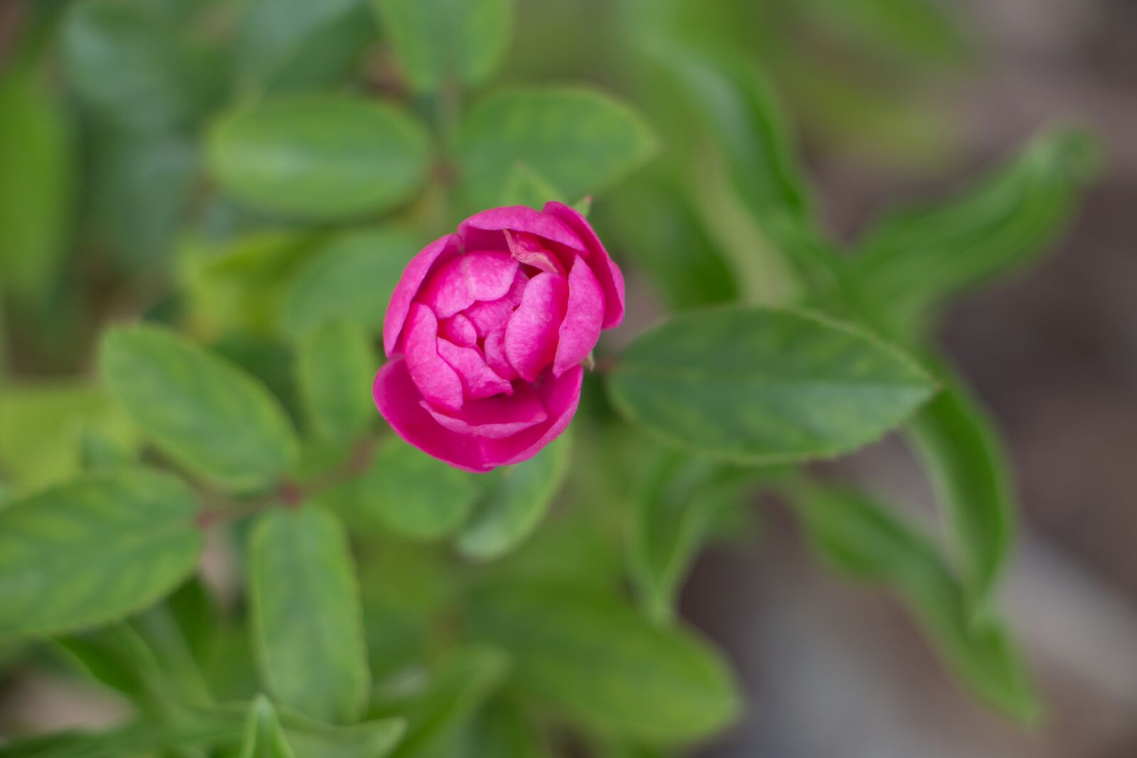 Canon EOS 70D sample photo. Rose, flower, spring photography
