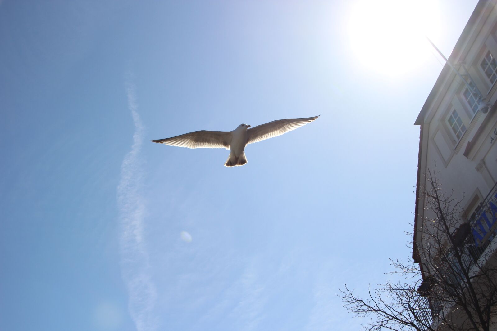 Canon EOS 600D (Rebel EOS T3i / EOS Kiss X5) sample photo. Seagull, sky, bird photography