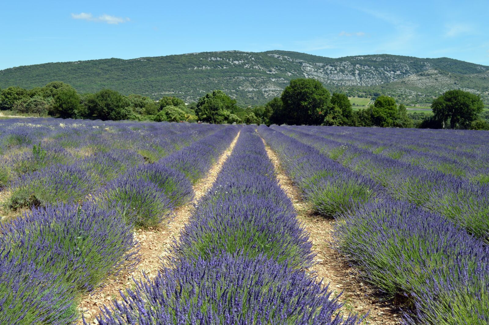 Nikon D3200 sample photo. Lavender, landscape, france photography
