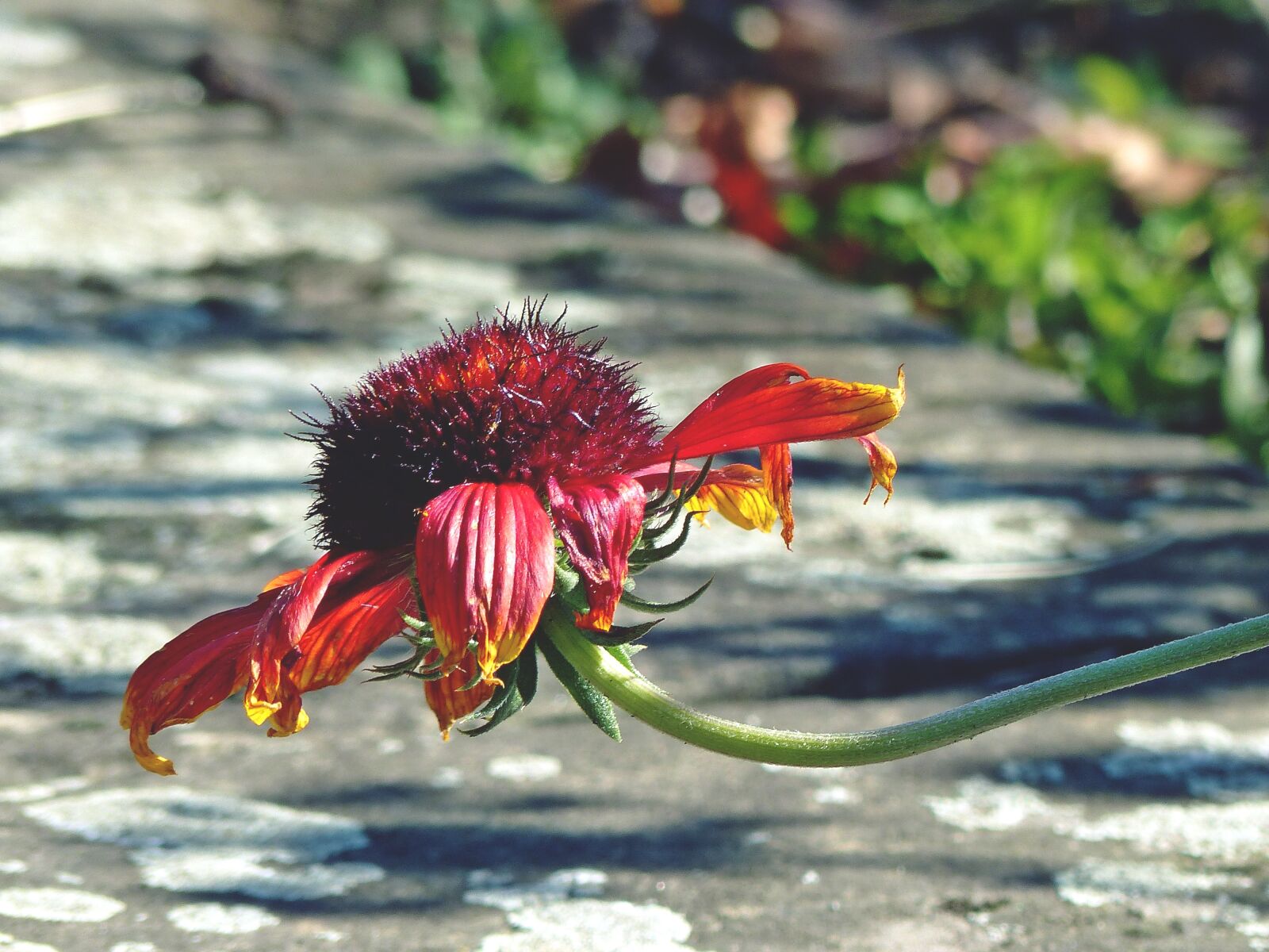 Panasonic Lumix DMC-FZ200 sample photo. Flower, nature, blossom photography