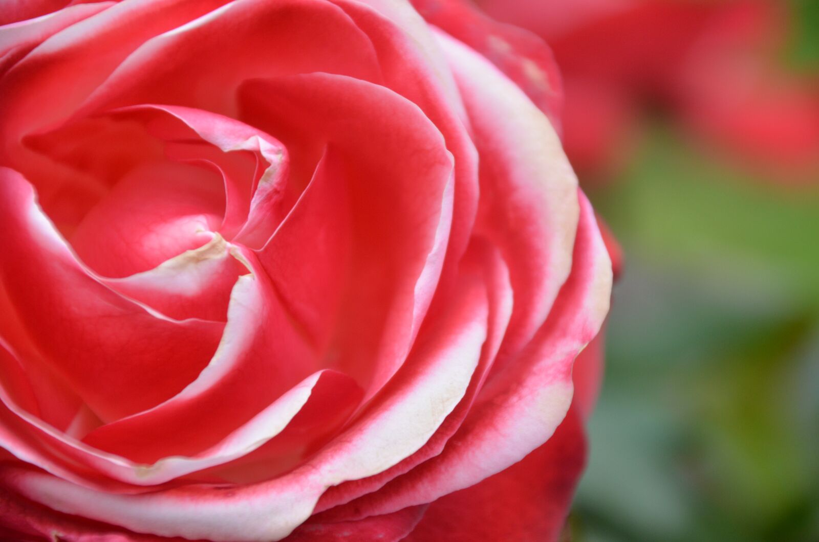Nikon D5100 sample photo. Rose, pink, blossom photography
