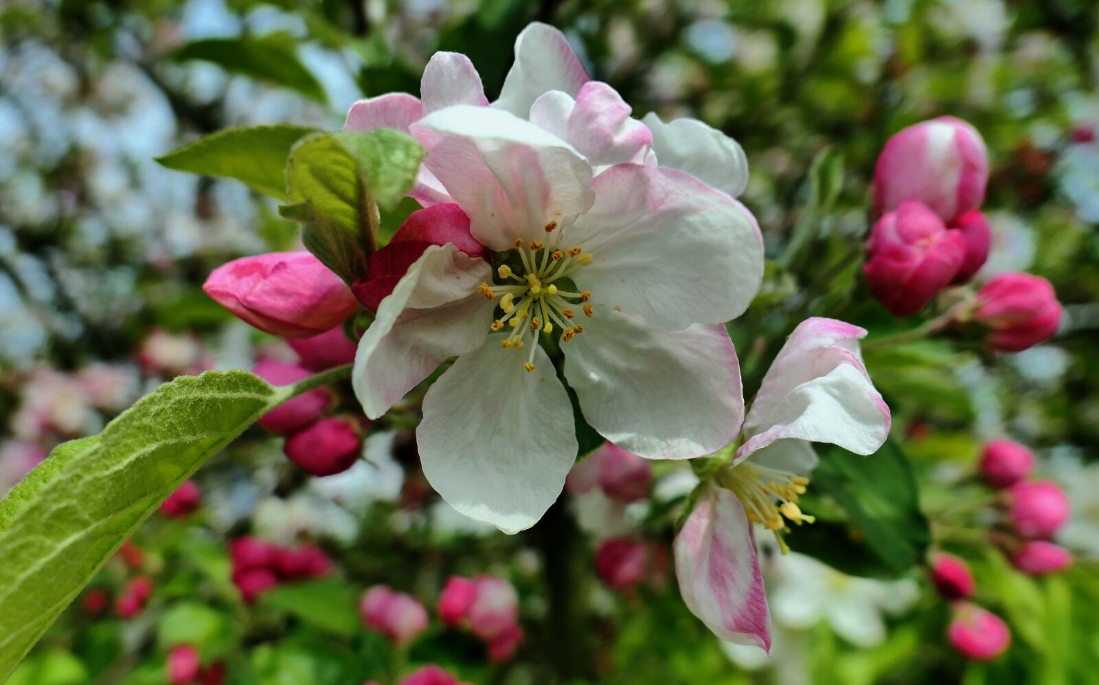 Panasonic Lumix DMC-LX10 (Lumix DMC-LX15) sample photo. Spring, flowers, plant photography