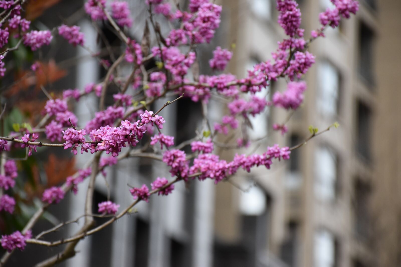 Nikon D5600 sample photo. Bauhinia, purple, redbud photography