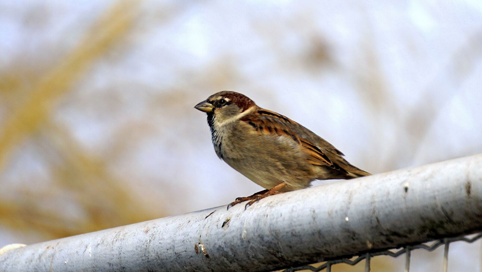 Sony a6000 sample photo. Sparrow, bird, ave photography