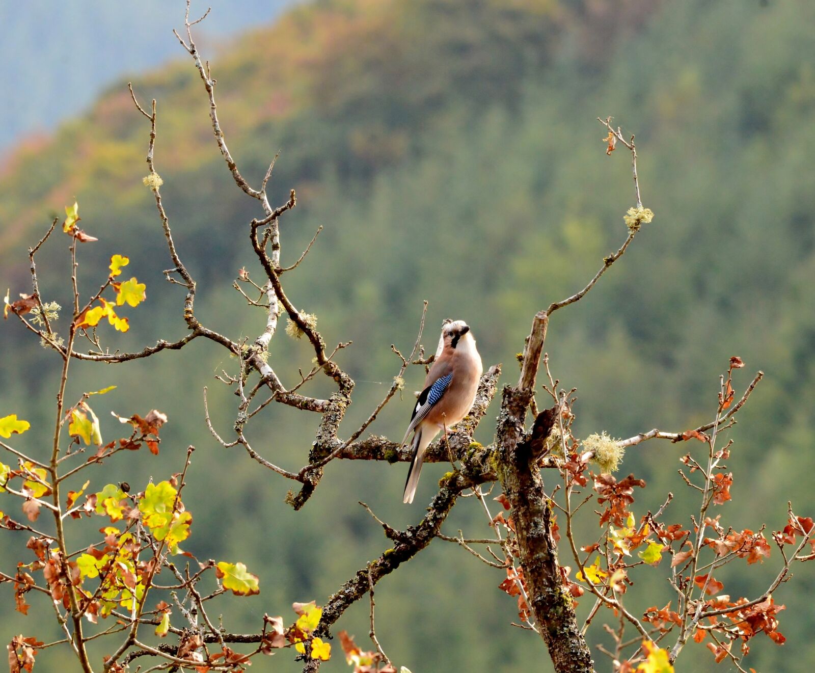Nikon D600 sample photo. Bird, jay, nature photography