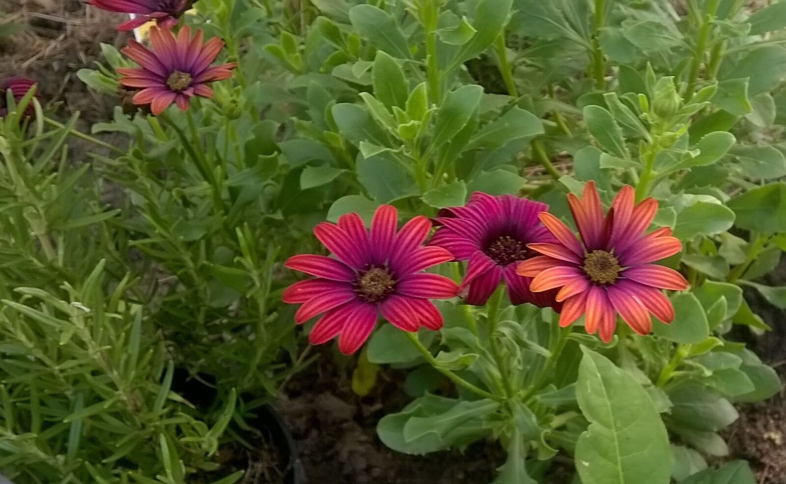 Nokia Lumia 630 Dual SIM sample photo. Flowers, garden, rosemary photography