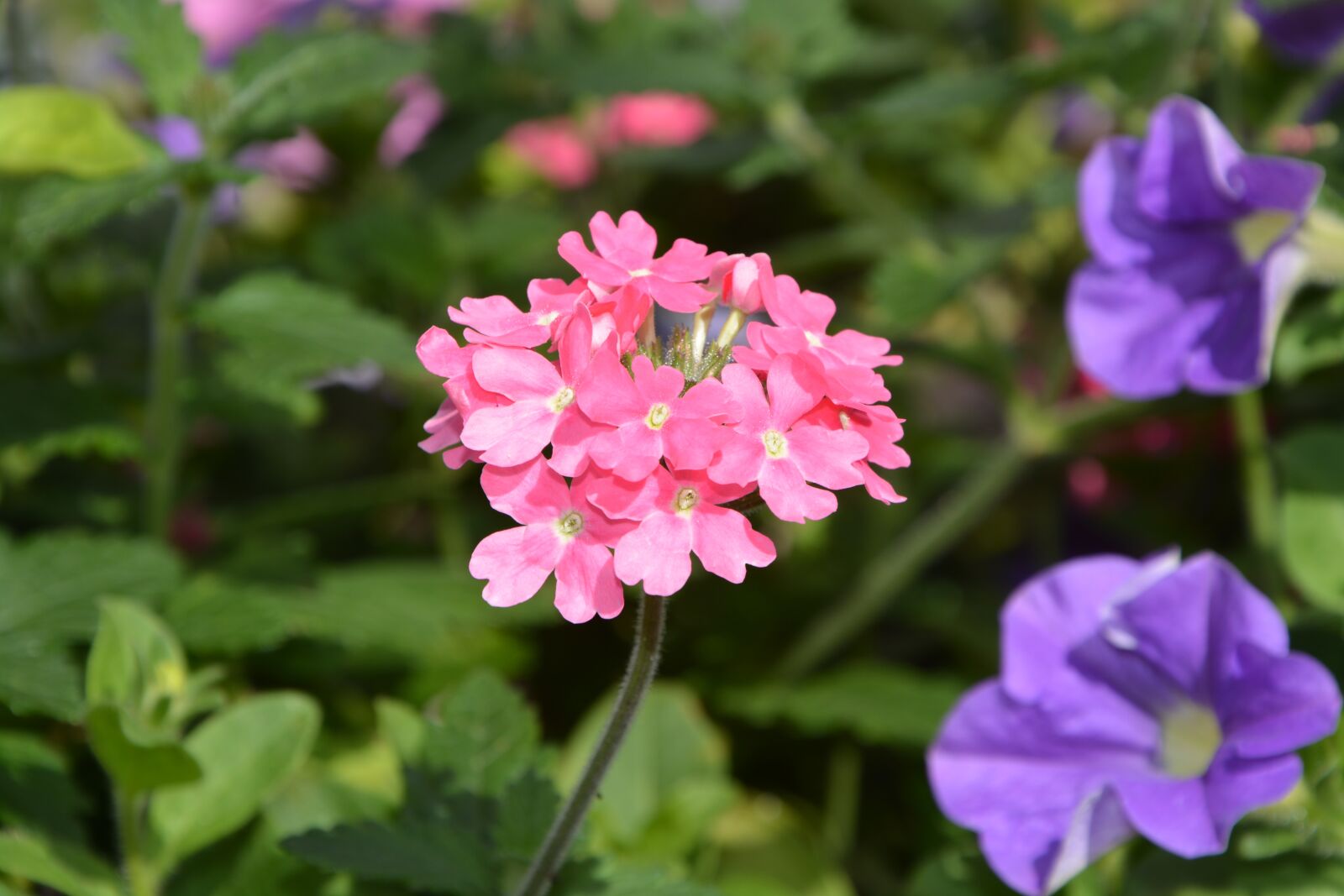 Nikon D5200 sample photo. Flowers, plants, pink photography