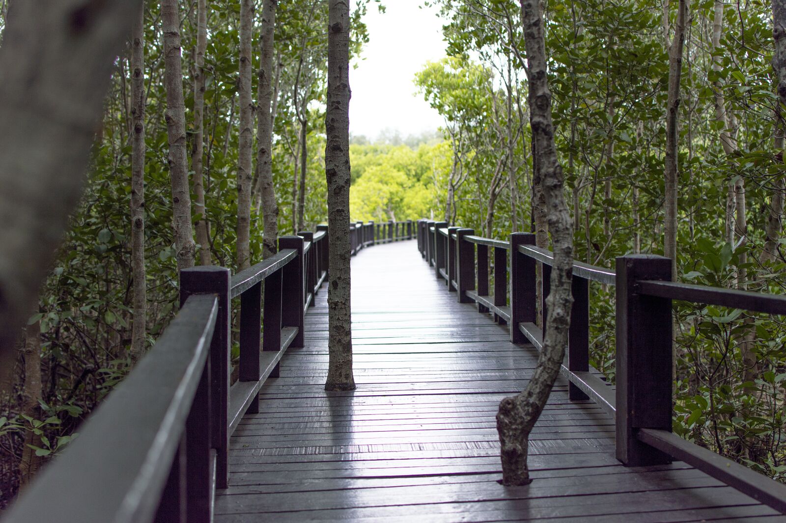 Nikon D3200 sample photo. Wood bridge, mangrove forest photography