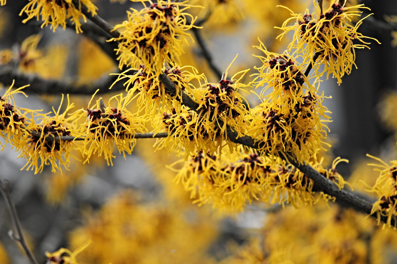 Canon EOS 1100D (EOS Rebel T3 / EOS Kiss X50) sample photo. Witch hazel, winterblueher, bloom photography