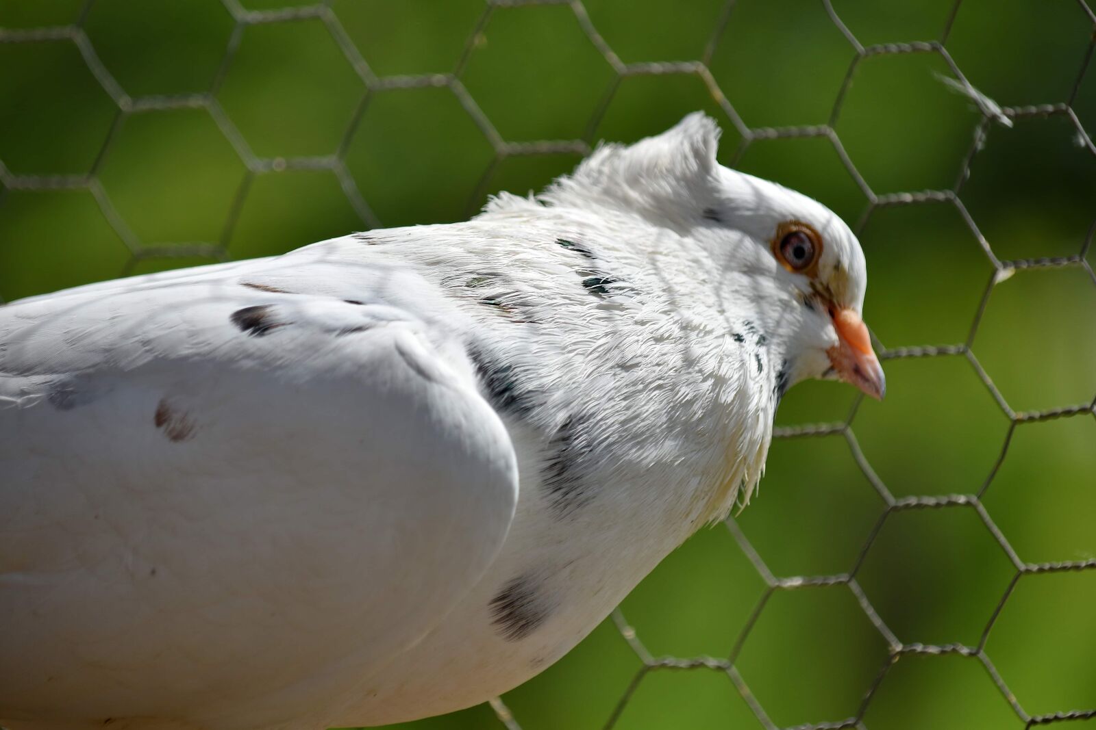 Nikon D5500 sample photo. Cage, fence, pigeon, white photography