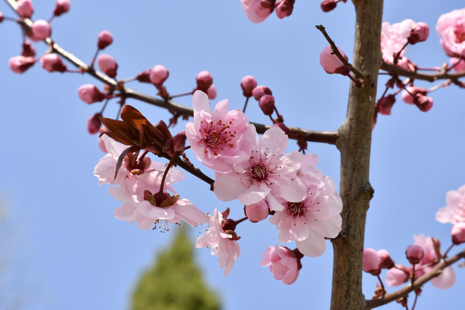 Nikon D7500 sample photo. Spring, flowers, plant photography