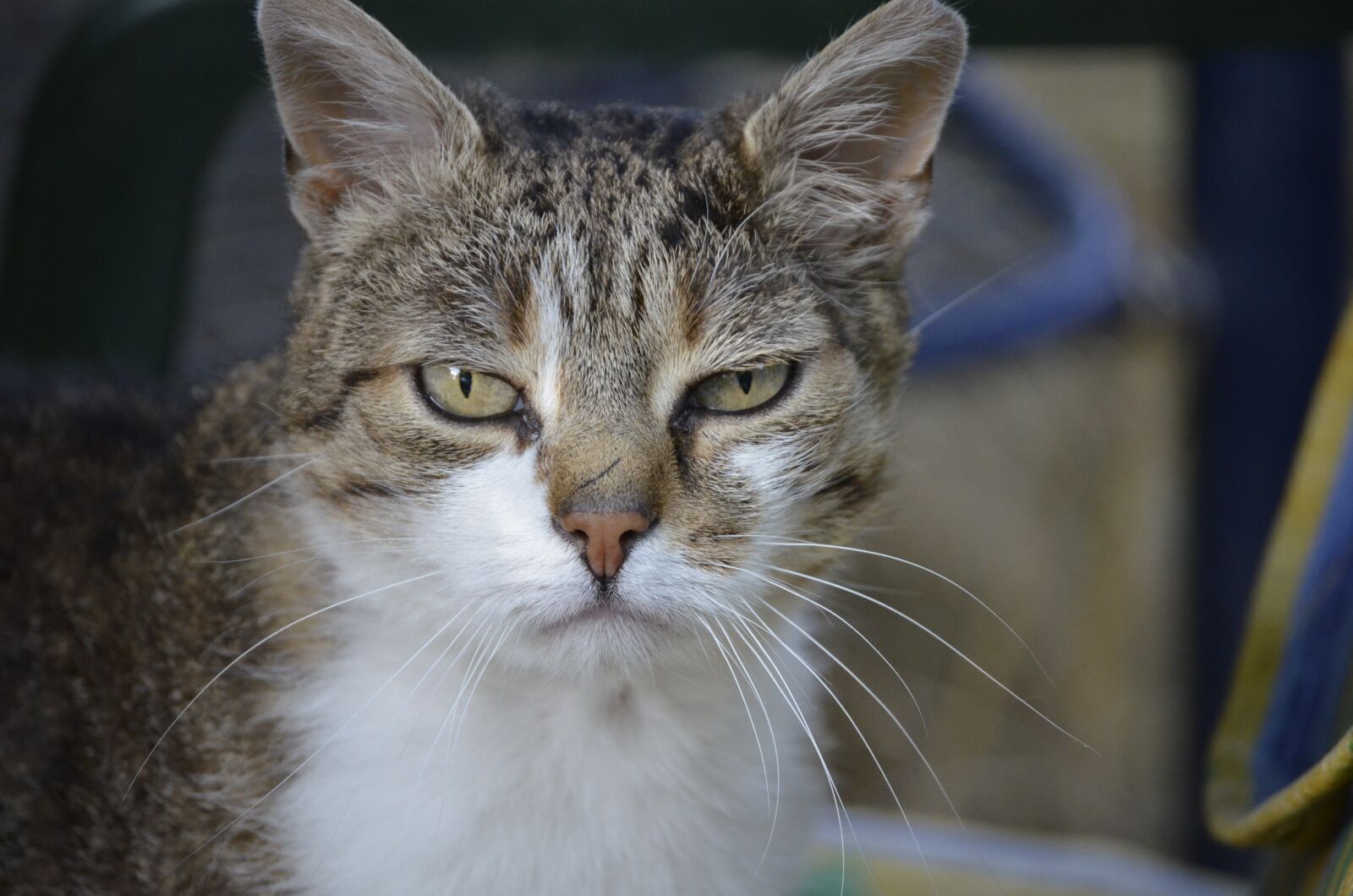 Nikon D5100 sample photo. Cat, brown white cat photography