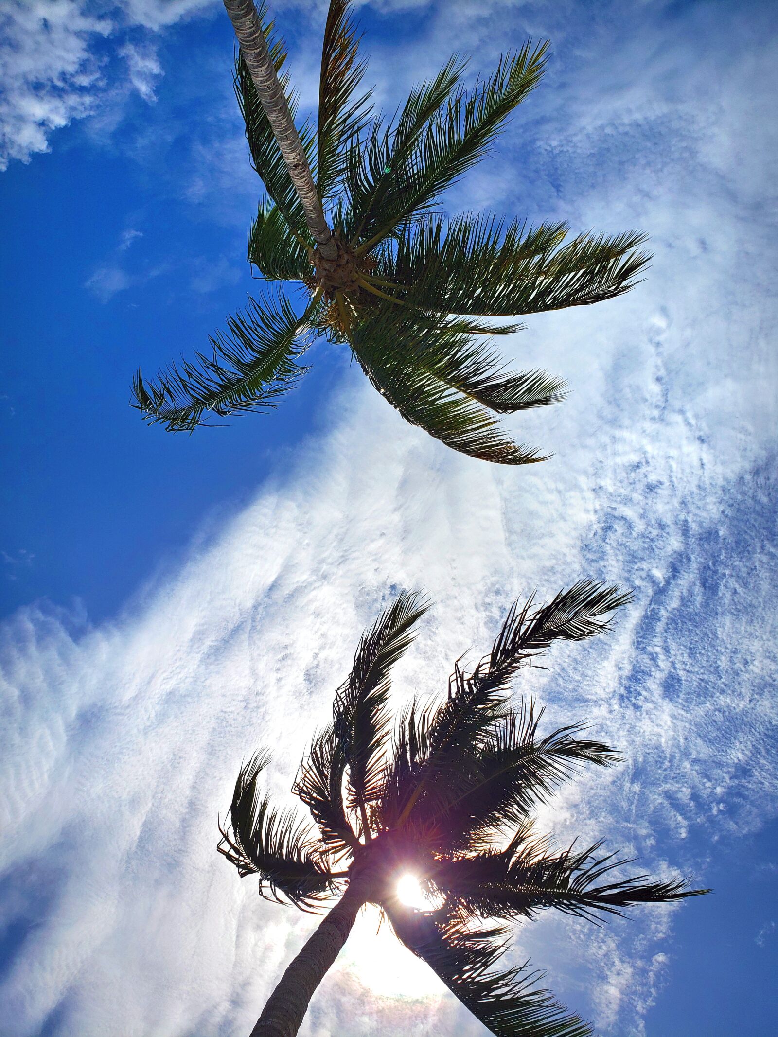 Samsung Galaxy S9 sample photo. Sky, palm trees, palm photography