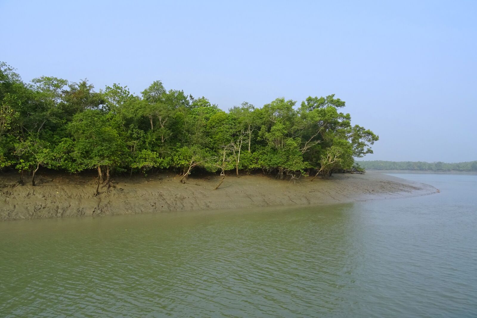 Sony DSC-HX60V sample photo. Mangroves, sundarbans, swamp photography