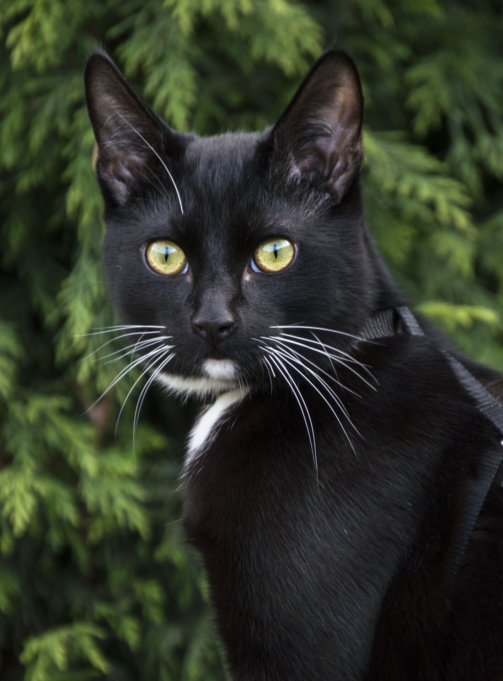 Nikon D3200 sample photo. Animals, cat, mammals photography