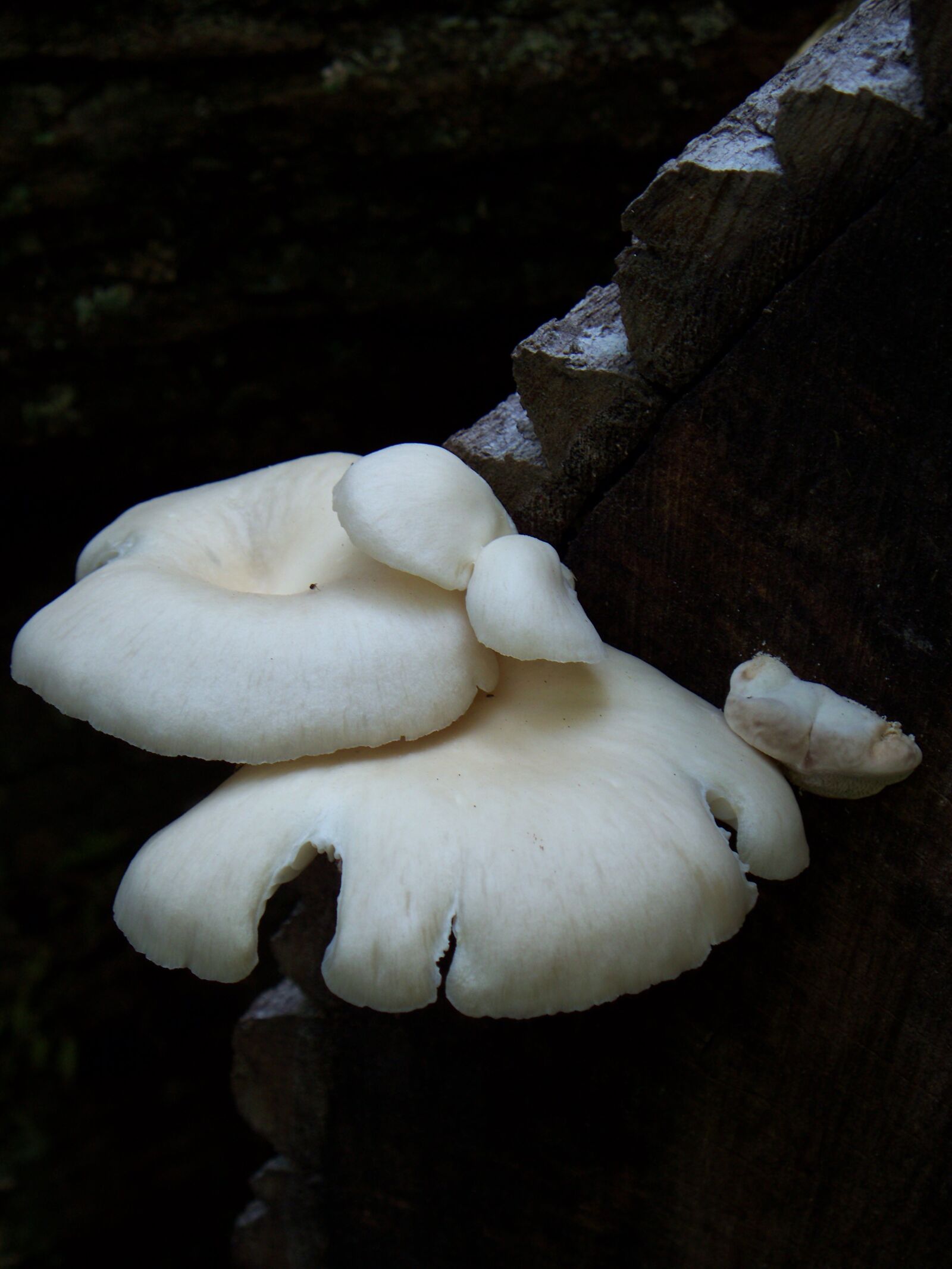Kodak EASYSHARE Z1485 IS DIGITAL CAMERA sample photo. Mushroom, fungus, plant photography