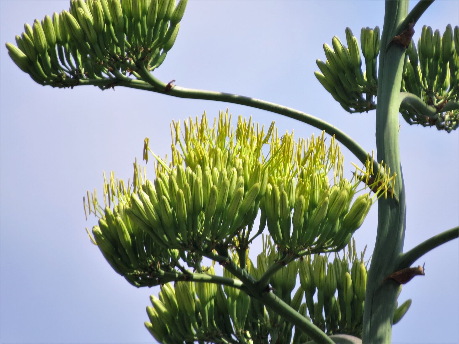 Canon PowerShot SX50 HS sample photo. Cactus, century plant, blooms photography