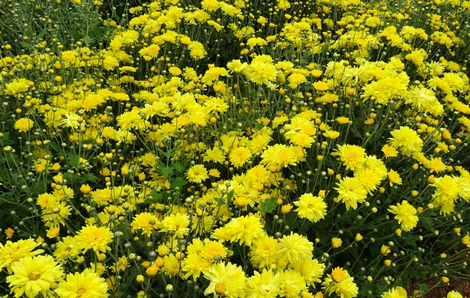 Sony DSC-HX60V sample photo. Chrysanthemum, asteraceae, sevanthi photography