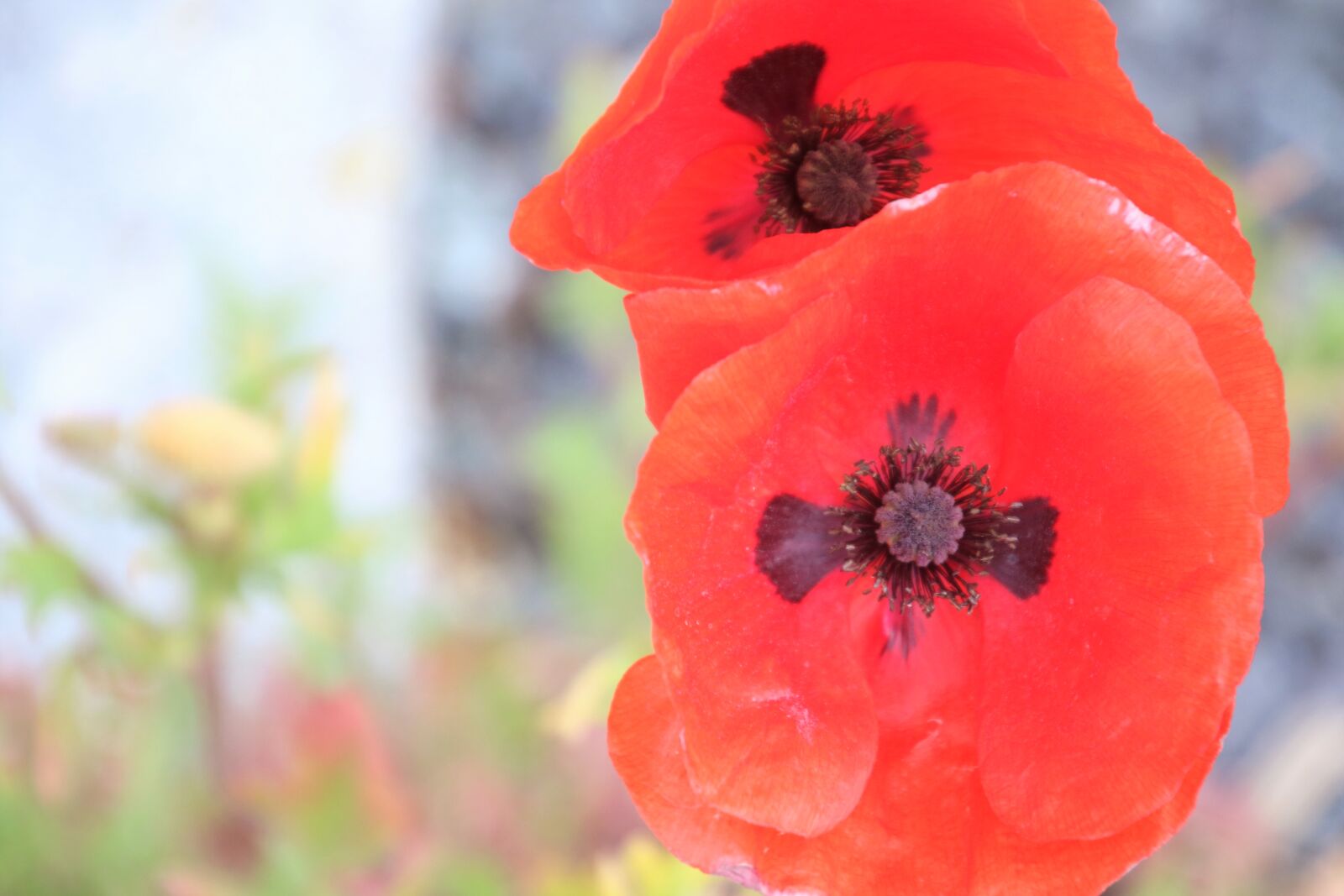 Canon EOS 7D Mark II sample photo. Garden, poppies, red, spring photography