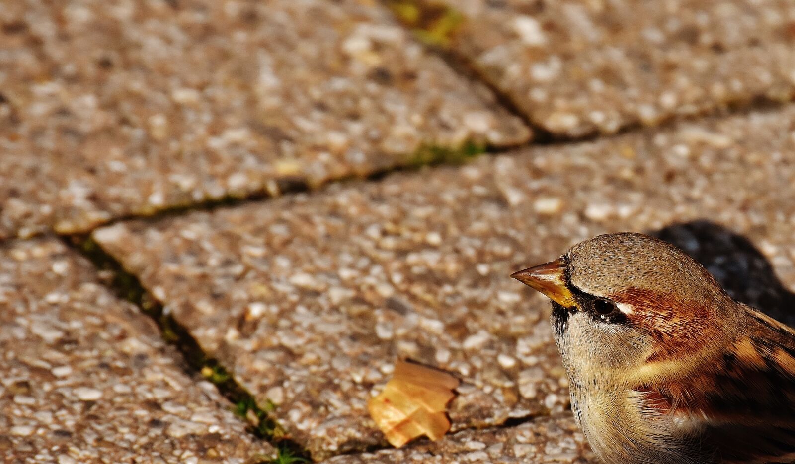 Nikon D7200 sample photo. Sparrow, bird, small photography