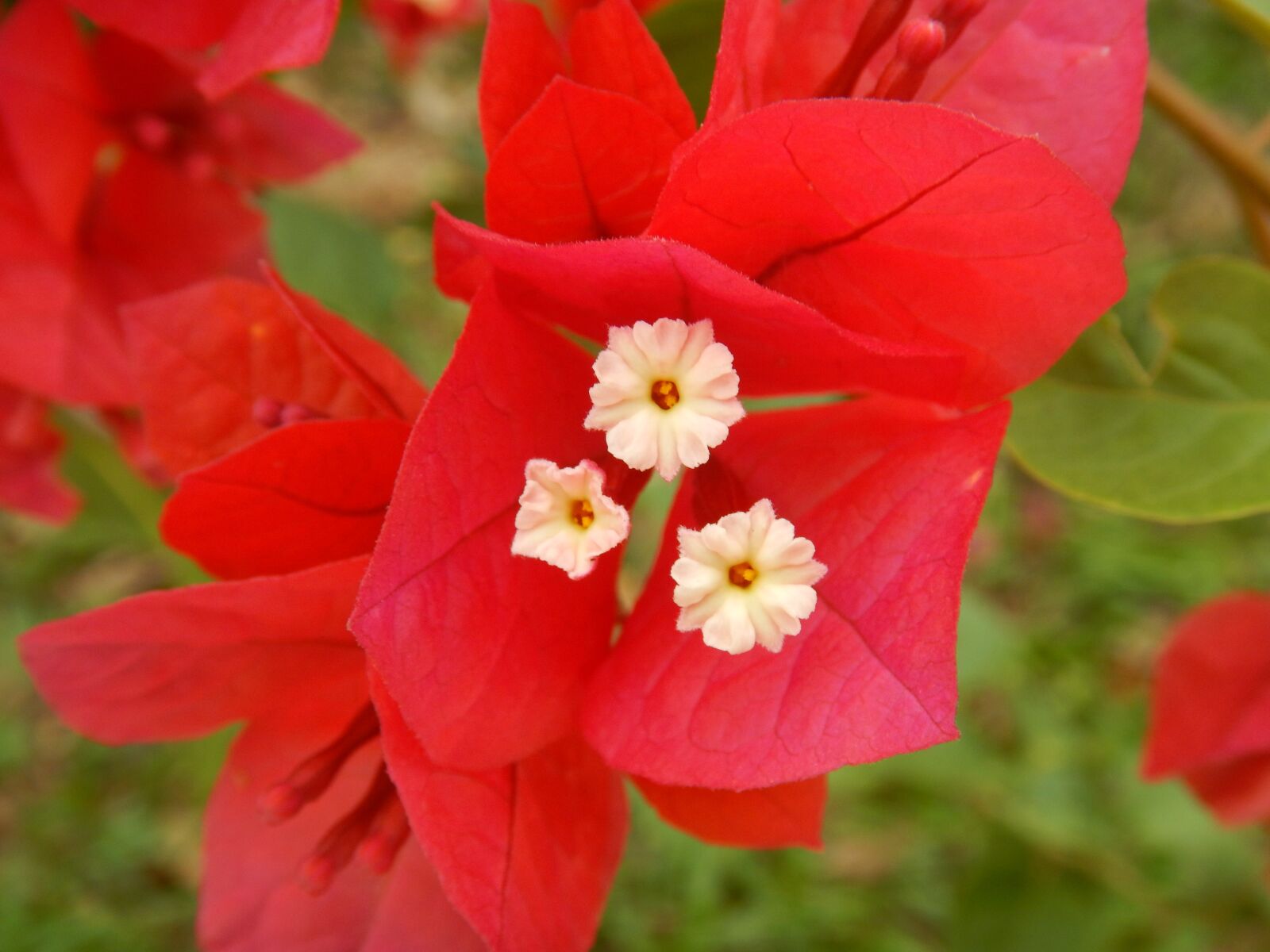 Nikon Coolpix AW130 sample photo. Flower, red, red flower photography