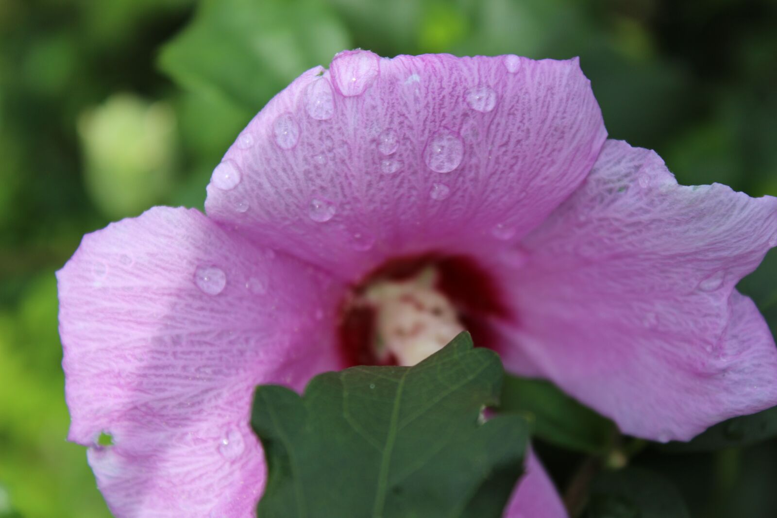 Canon EOS 600D (Rebel EOS T3i / EOS Kiss X5) sample photo. Flower, summer, summer flower photography