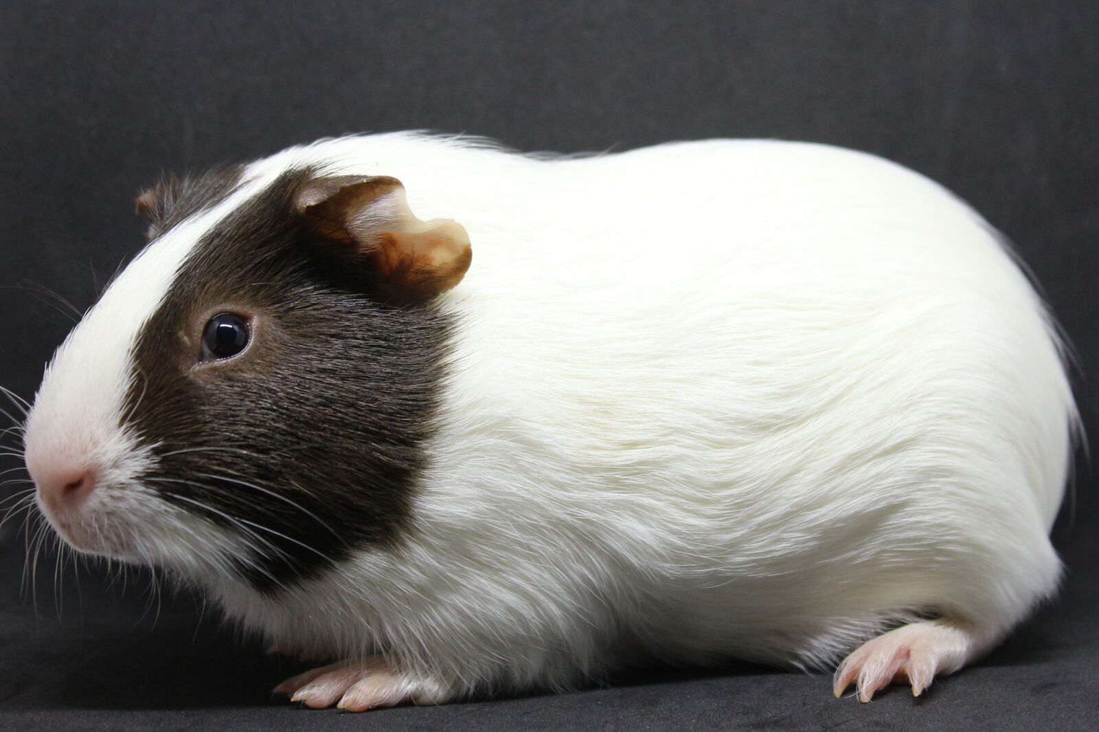 Canon EF-S 18-55mm F3.5-5.6 IS sample photo. Guinea pig, sweet, cute photography