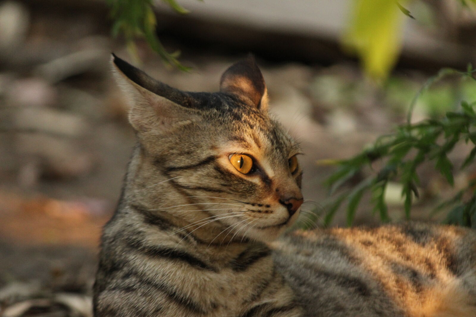 Canon EOS 600D (Rebel EOS T3i / EOS Kiss X5) sample photo