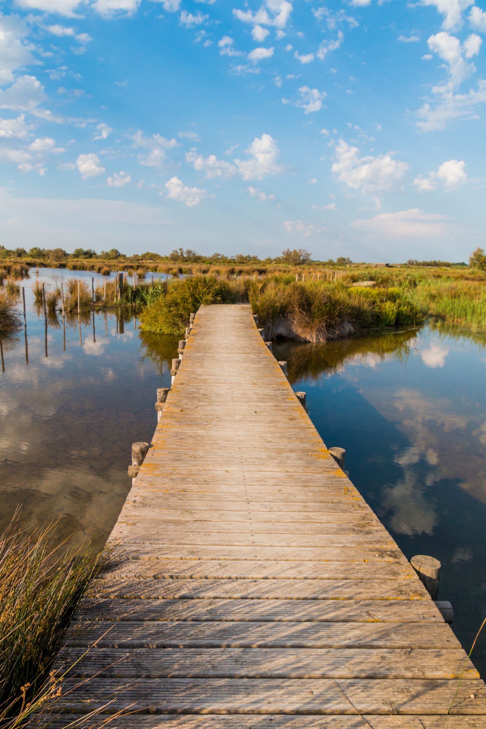 Canon EOS 70D sample photo. Web, nature, camargue photography