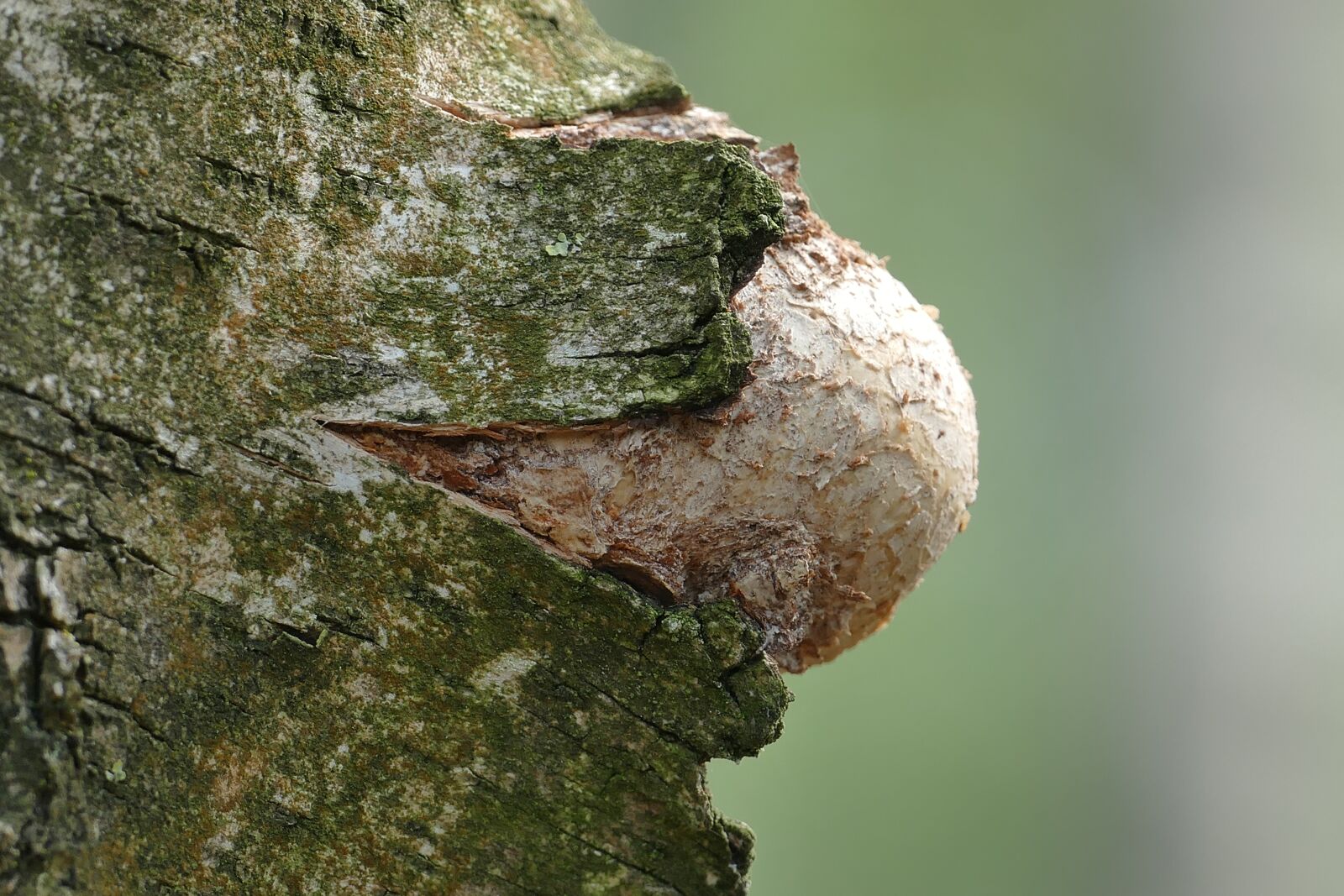 Panasonic Lumix DMC-FZ1000 sample photo. Tree fungus, mushroom, forest photography