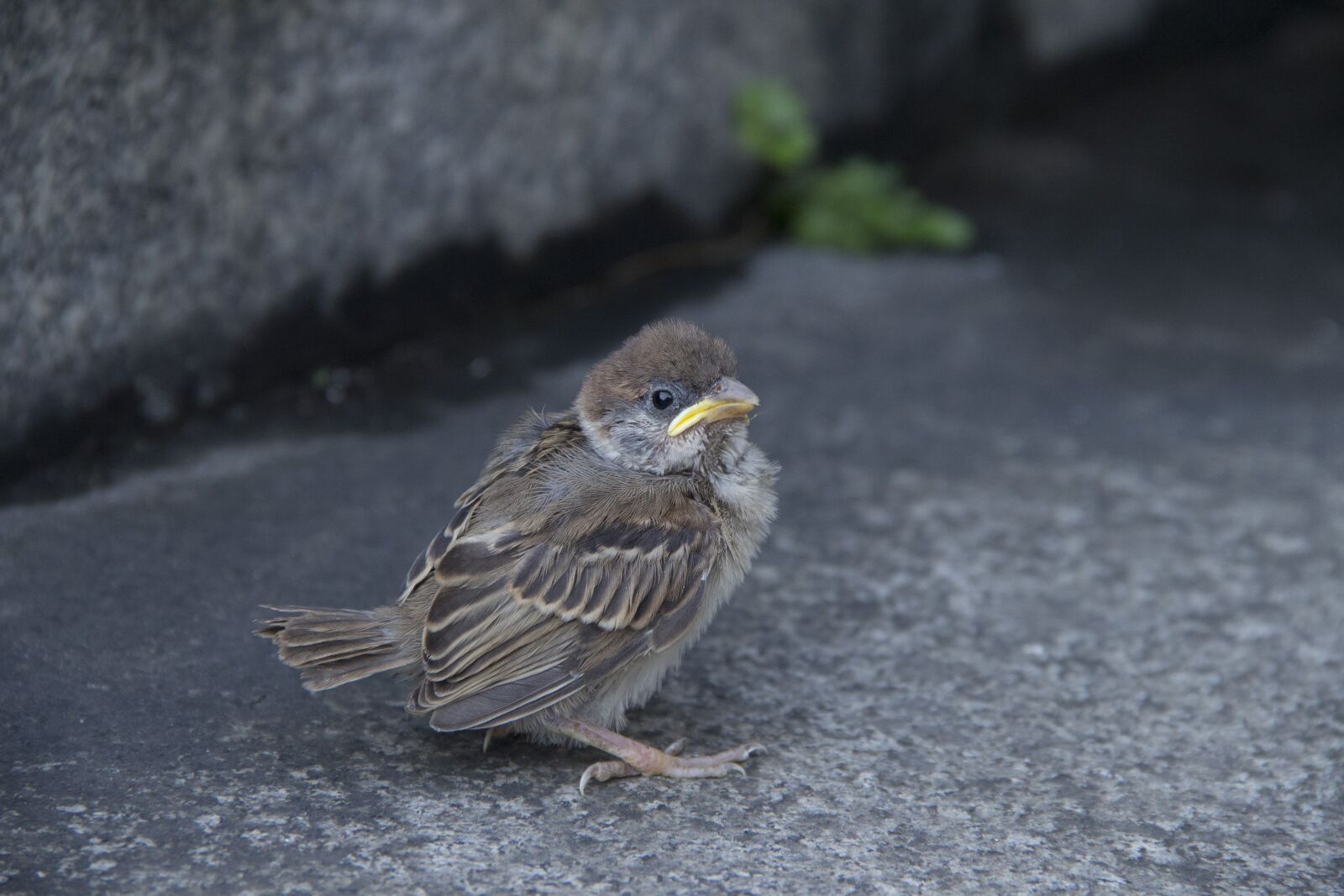 Canon EF-S 18-135mm F3.5-5.6 IS sample photo. Birds, natural, eye photography