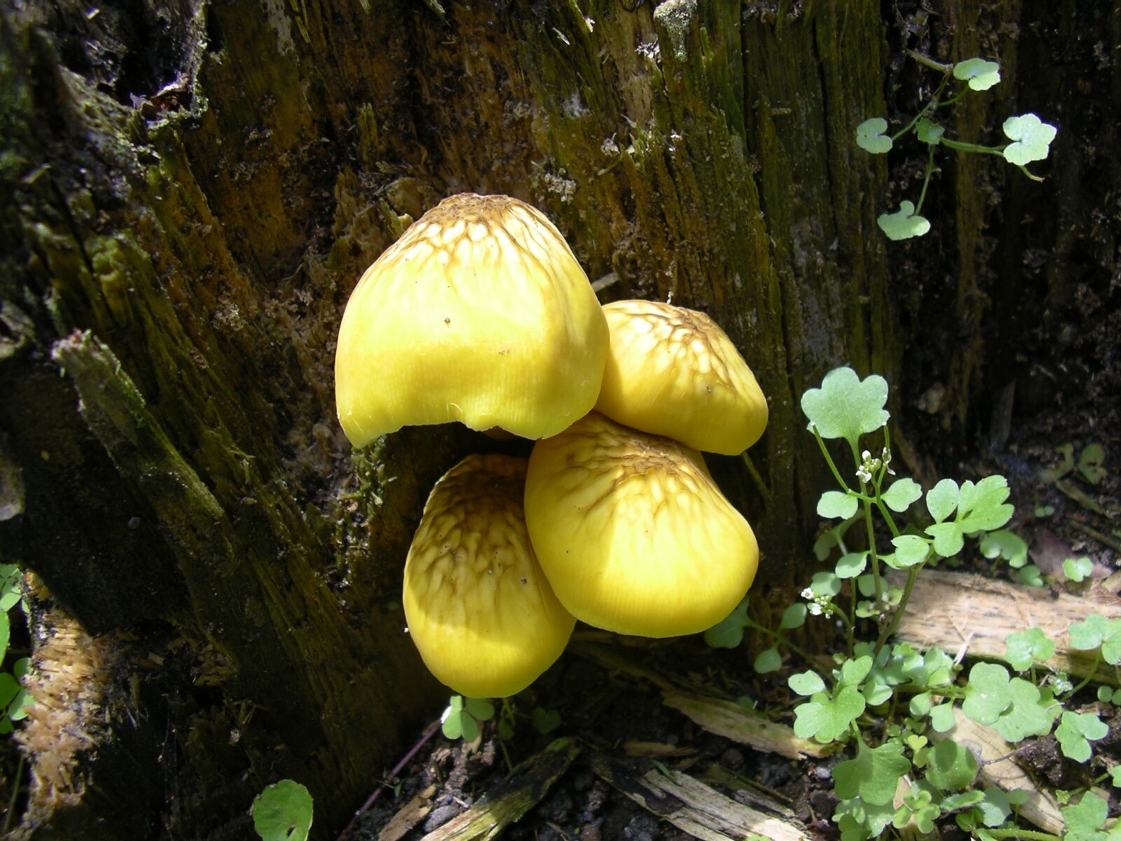 Pentax OPTIO 30 sample photo. Yellow mushroom, mushrooms, forest photography
