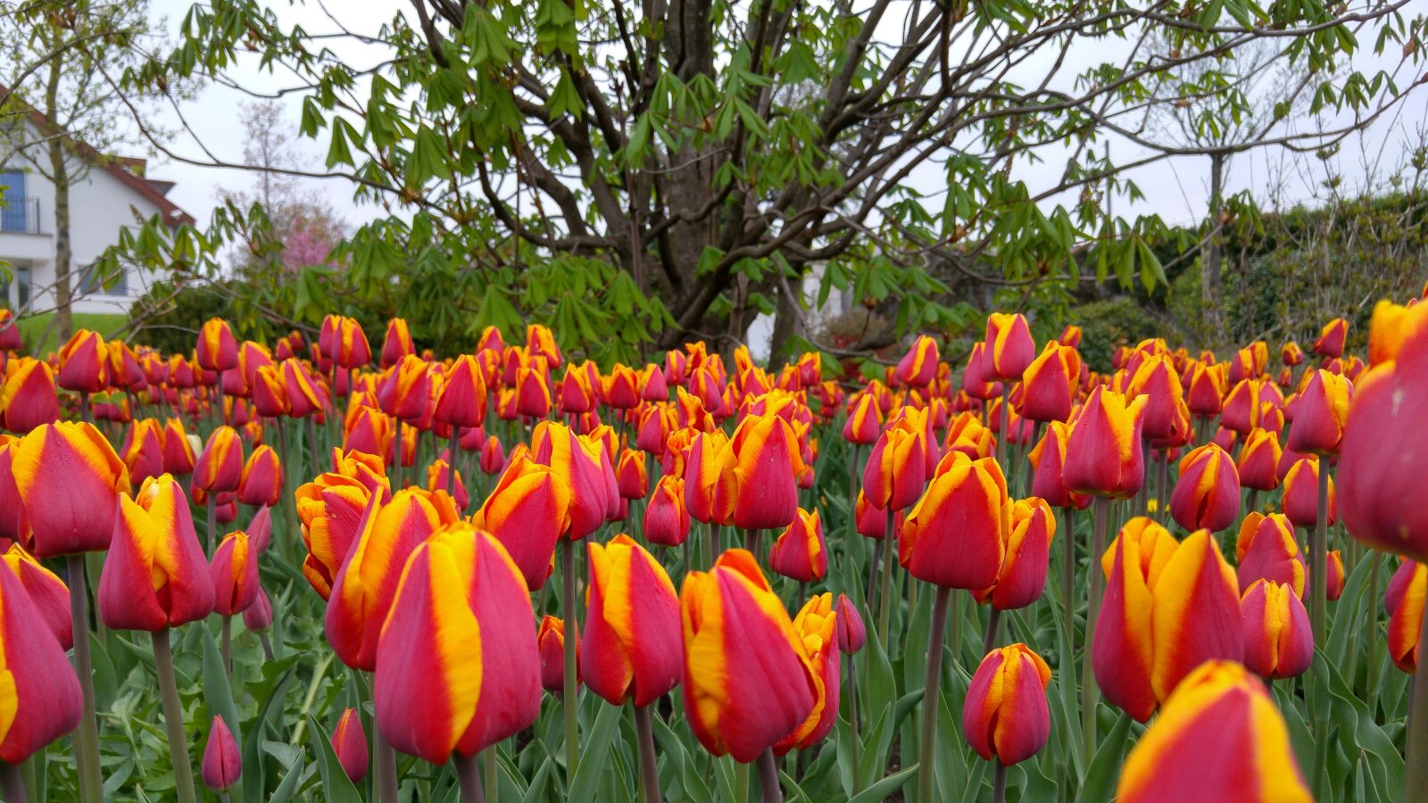 LG G4 sample photo. Nature, garden, tulips photography