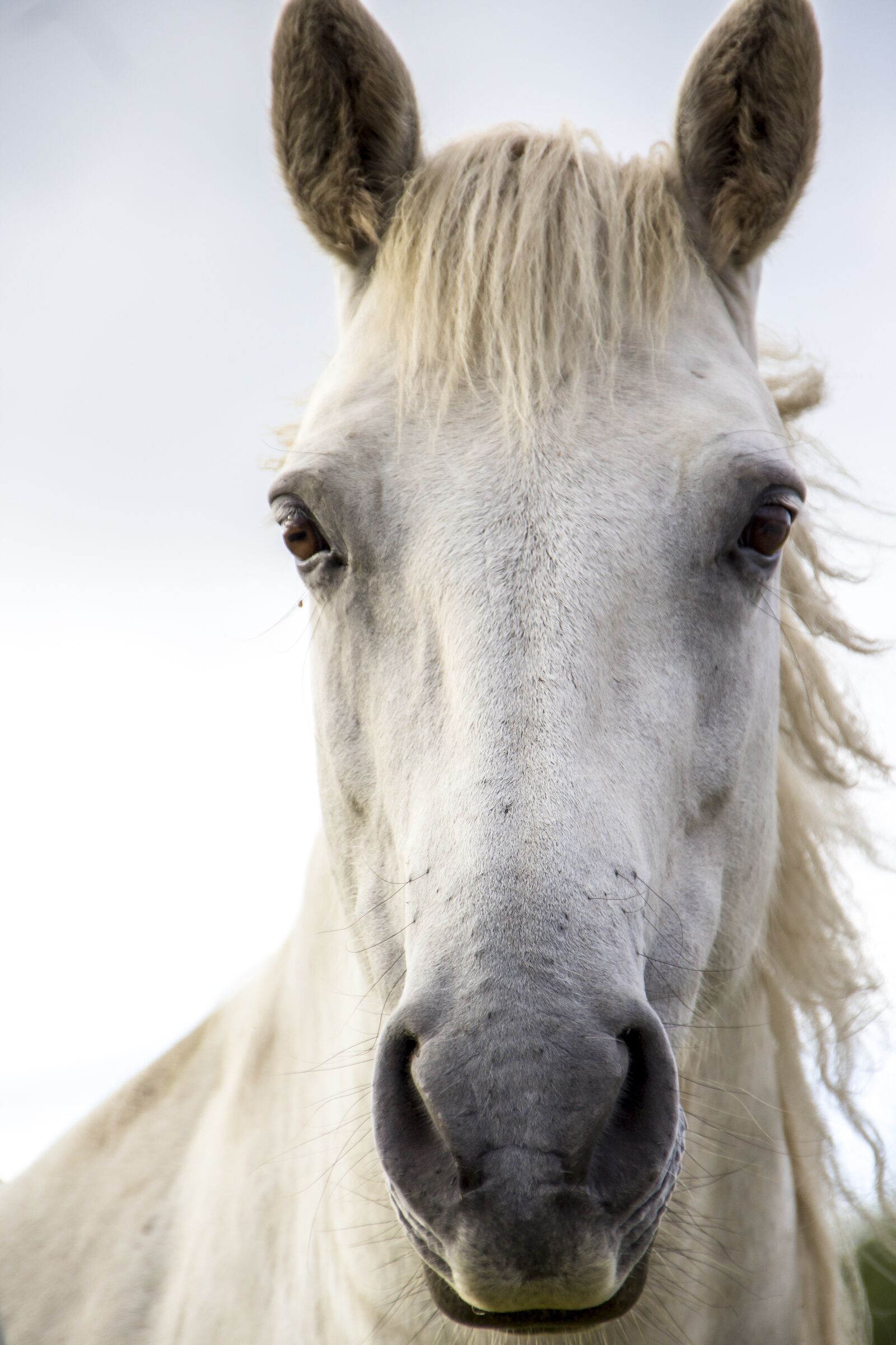 Canon EOS 600D (Rebel EOS T3i / EOS Kiss X5) sample photo. Horse print, white horse photography
