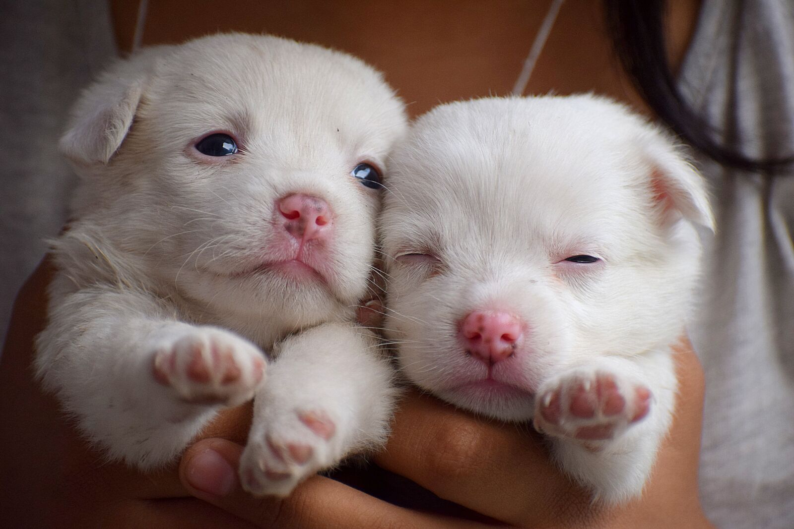 Nikon D3300 sample photo. Puppies, dog, animal photography