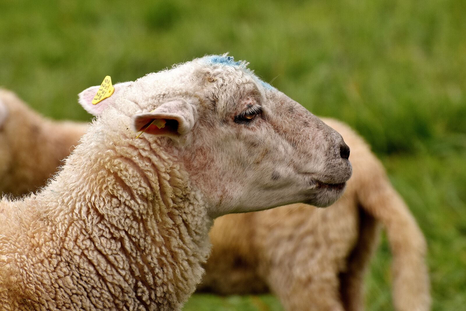 Nikon D7200 sample photo. Sheep, animal world, animal photography