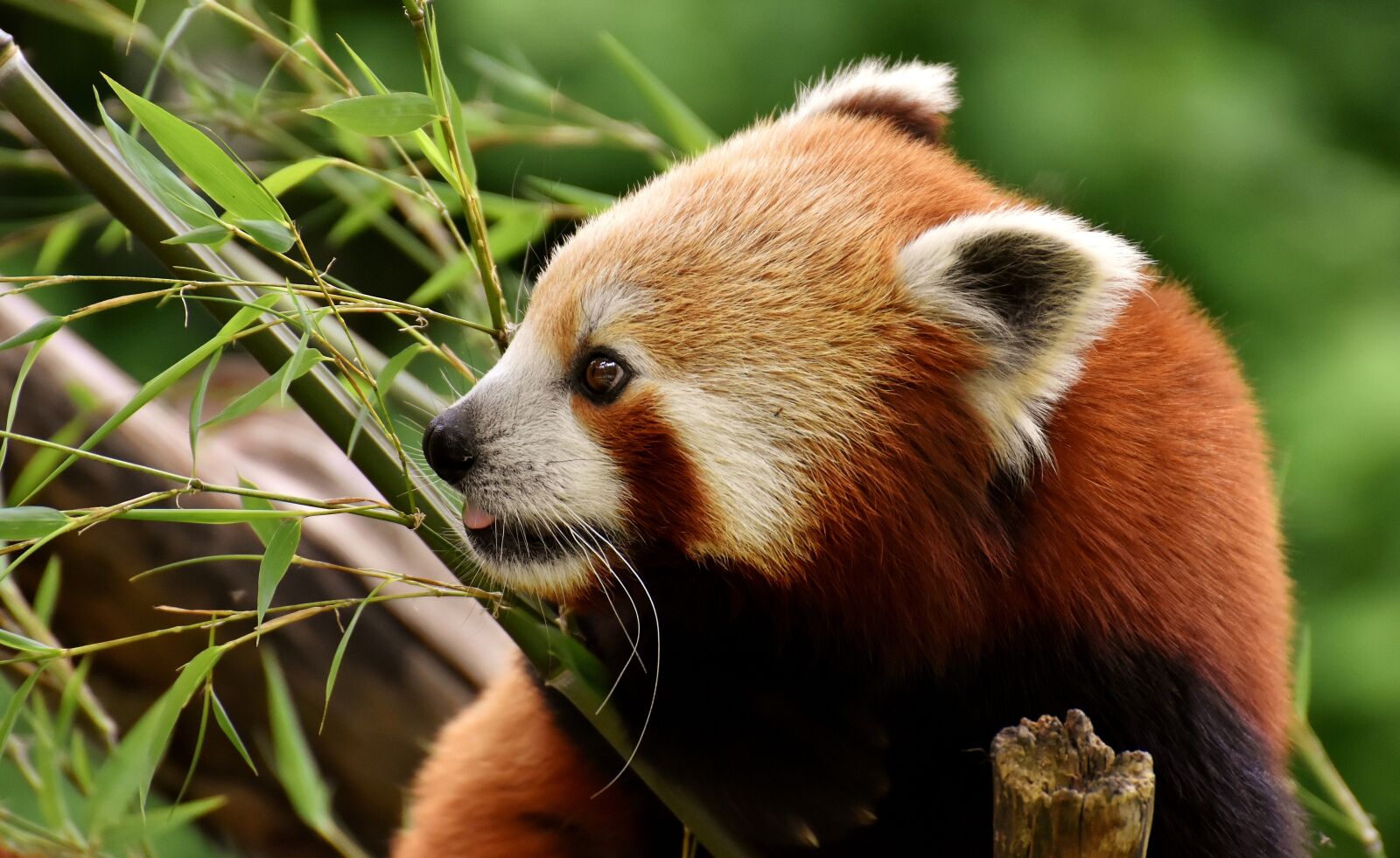 Nikon D7200 sample photo. Panda, red panda, bear photography